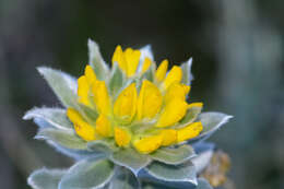 Image of <i>Xiphotheca fruticosa</i>