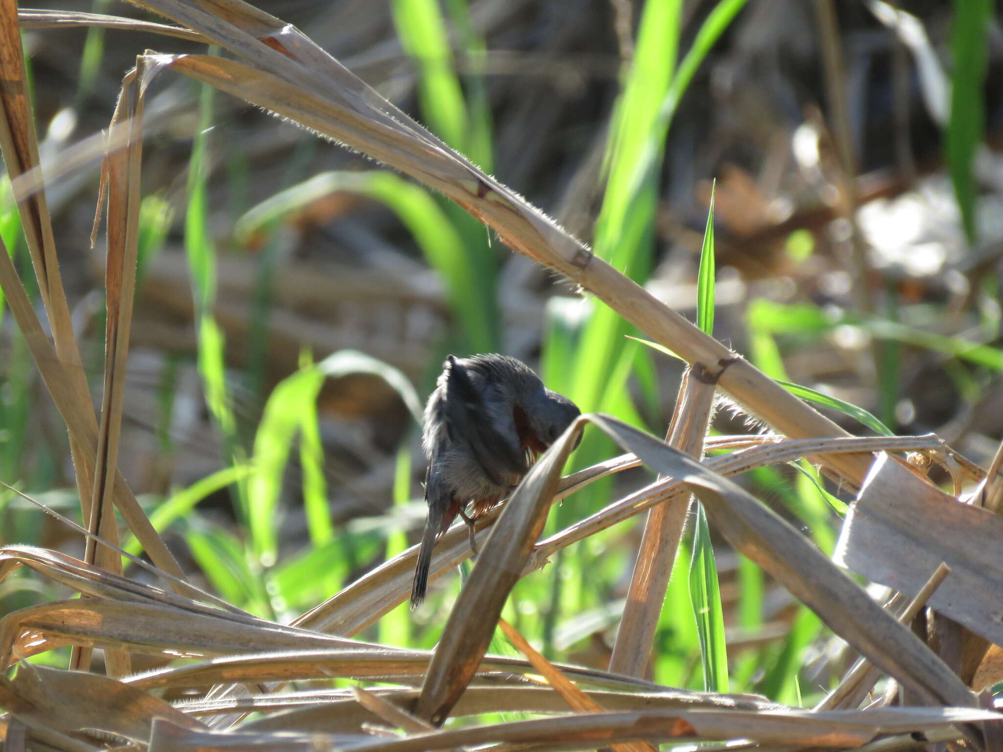 Image of Chestnut-bellied Seedeater