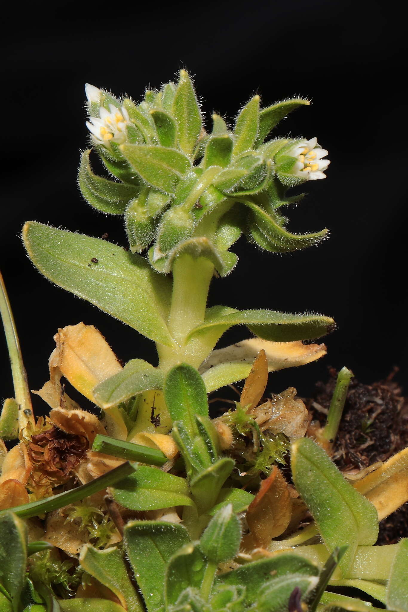 Image of Cerastium behmianum Muschl.