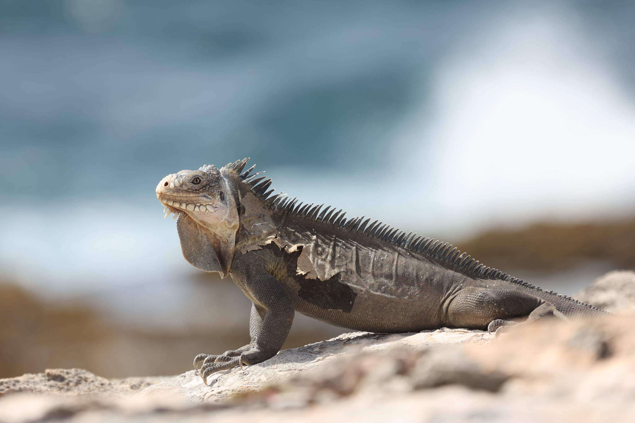 Image of West Indian Iguana