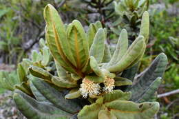 Image of Pancheria hirsuta Vieill. ex Pamp.