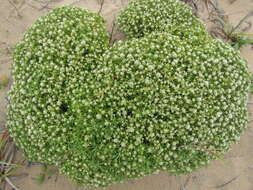 Image of Helichrysum asperum var. comosum (Sch. Bip.) Hilliard