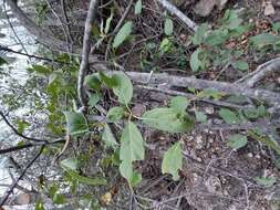 Image of Cordia sonorae N. E. Rose