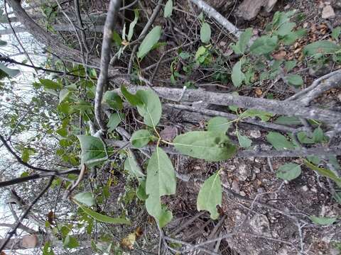 Image of Cordia sonorae N. E. Rose