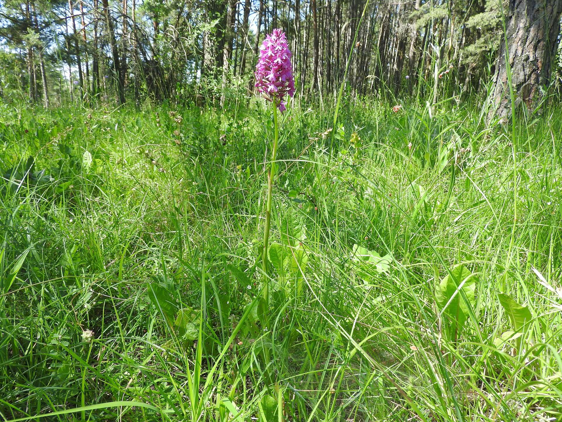 صورة Anacamptis pyramidalis (L.) Rich.