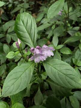 Imagem de Strobilanthes cusia (Nees) O. Kuntze