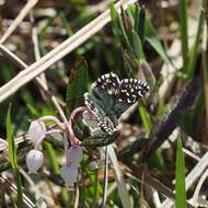 Image of Grizzled skipper