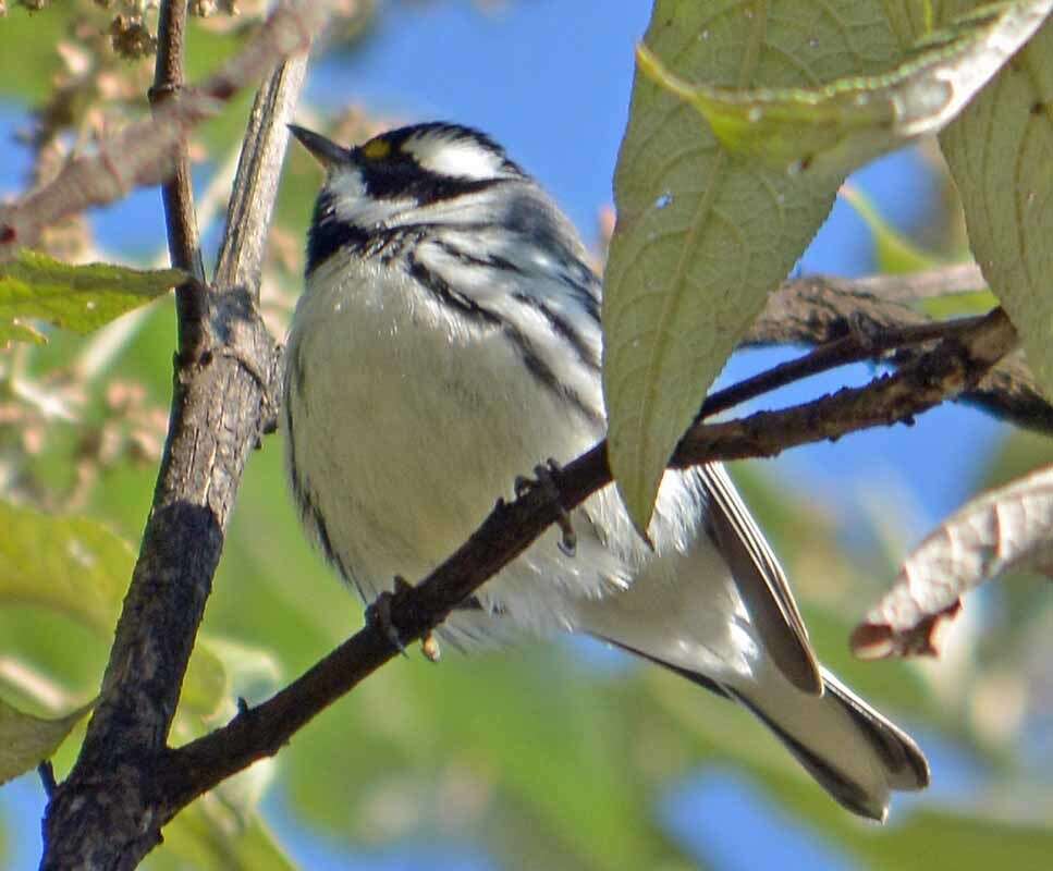 Image of Black-throated Grey Warbler