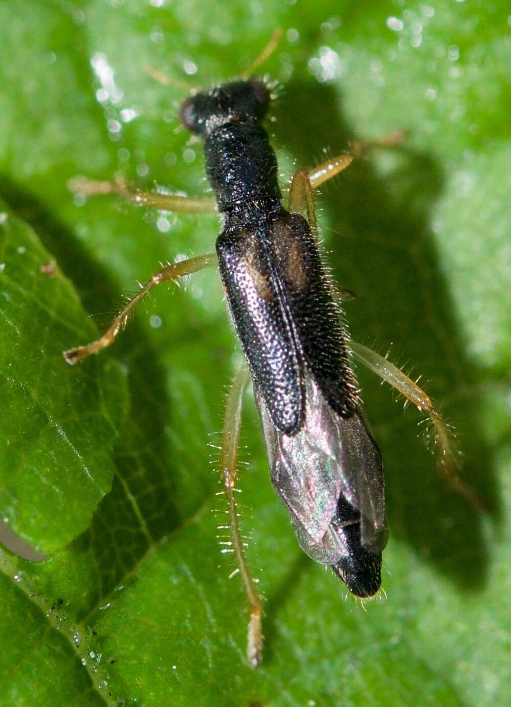 Sivun Isohydnocera curtipennis (Newman 1840) kuva