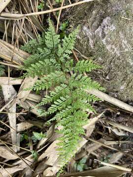 Image of Athyrium minimum Ching