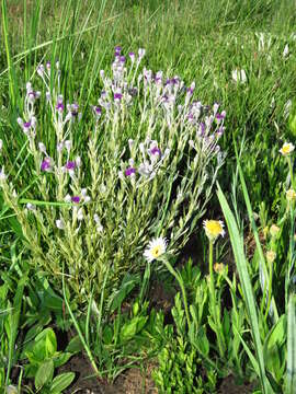 Image of Silver vernonia