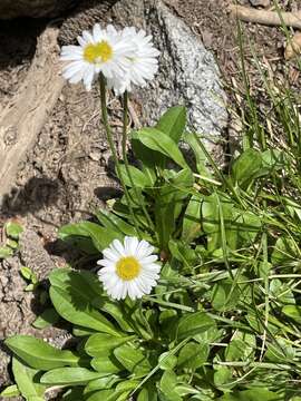 Image de Erigeron garrettii A. Nels.