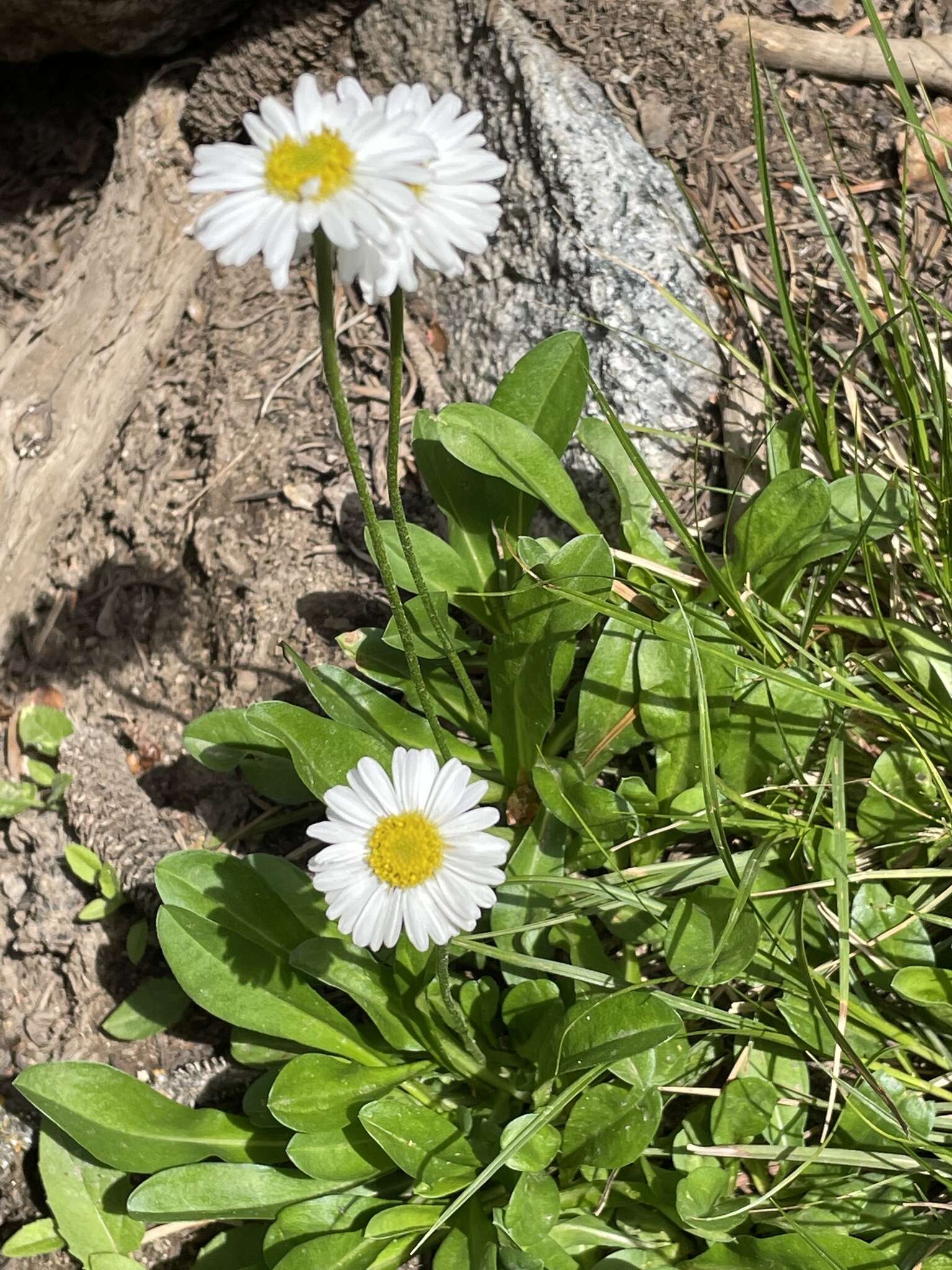 Image of Garrett's fleabane