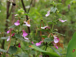 Image de Germandrée petit-chêne