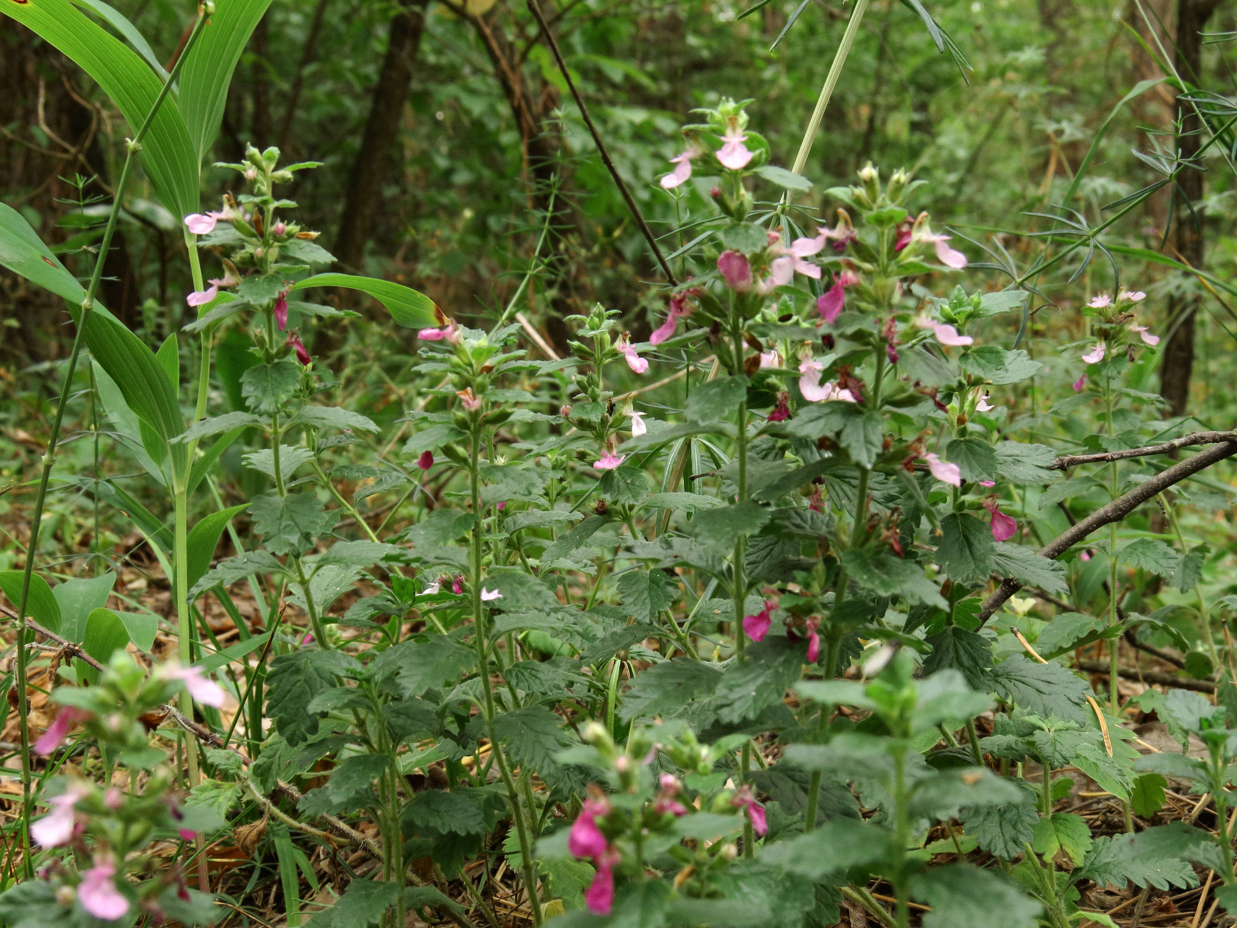 Image de Germandrée petit-chêne