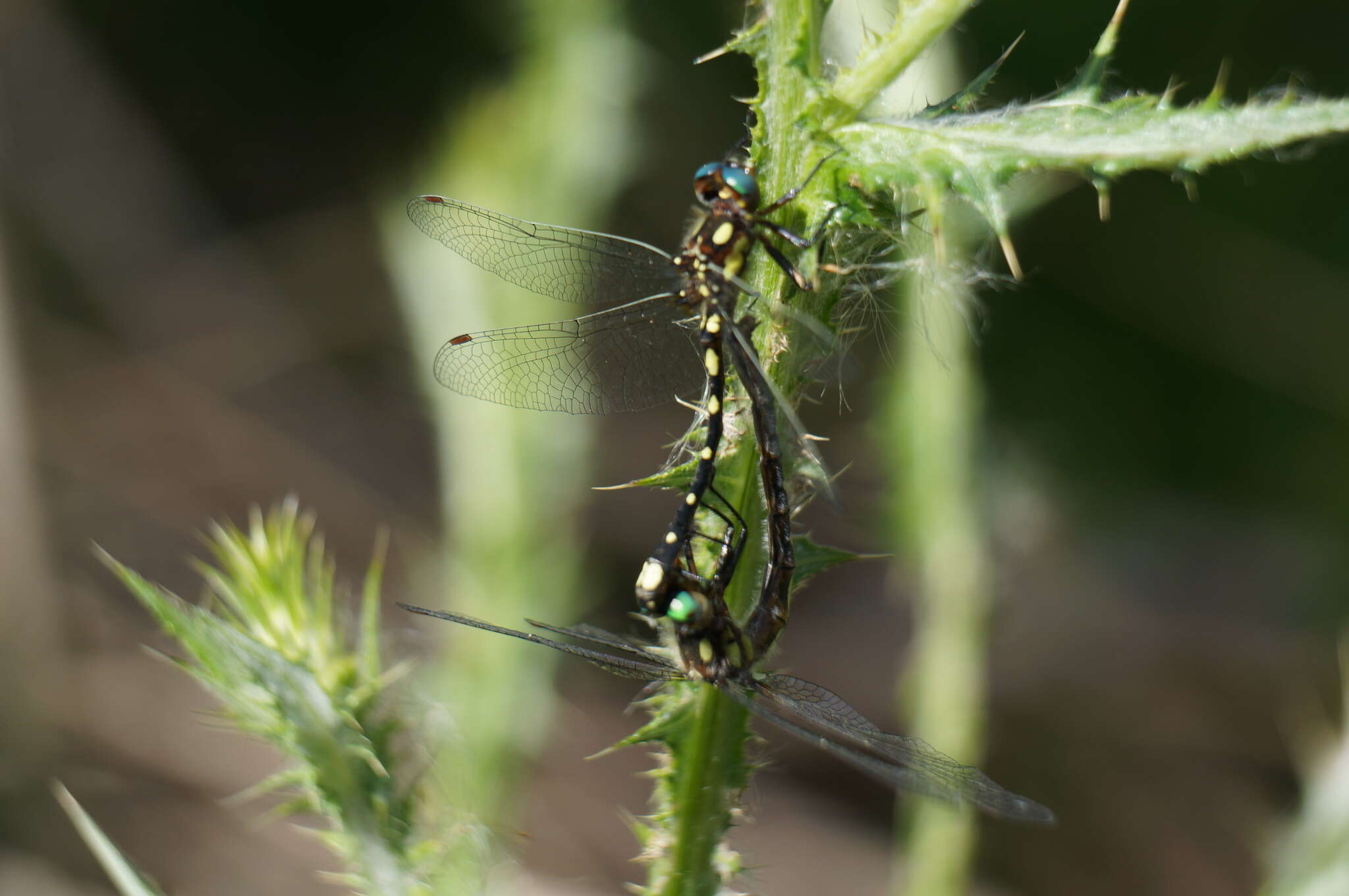 Image of Gomphomacromia paradoxa Brauer 1864