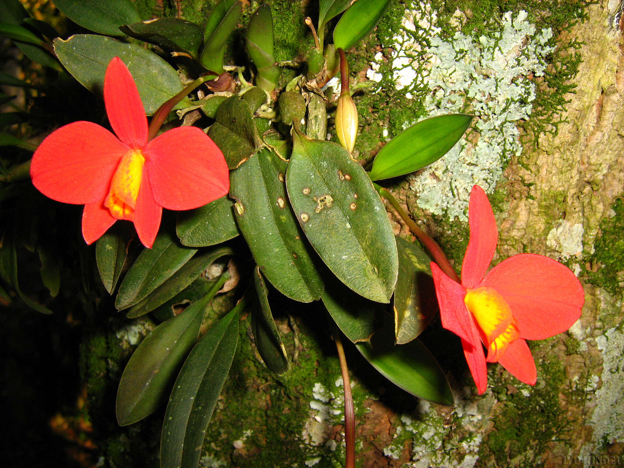 Image of Scarlet Cattleya