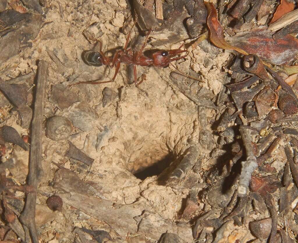 Image of Myrmecia brevinoda Forel 1910