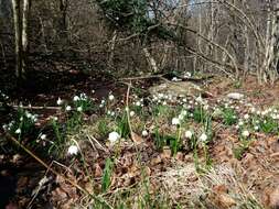 Image of Spring Snowflake