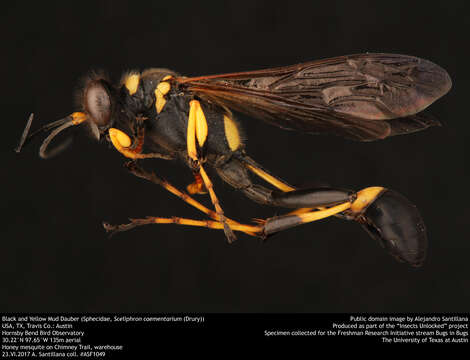 Image of mud daubers