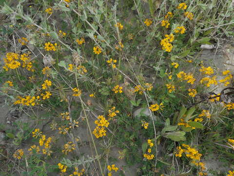 Image of Horseshoe-vetch