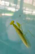 صورة Tropidomantis (Tropidomantis) tenera (Stal 1858)