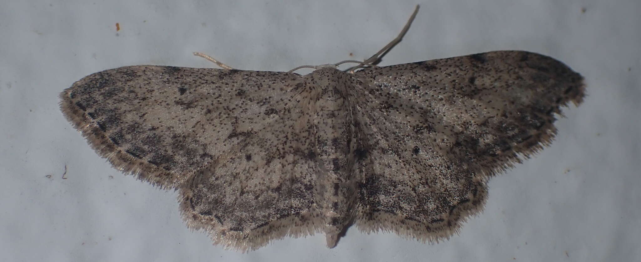 Imagem de Idaea incisaria Staudinger 1892