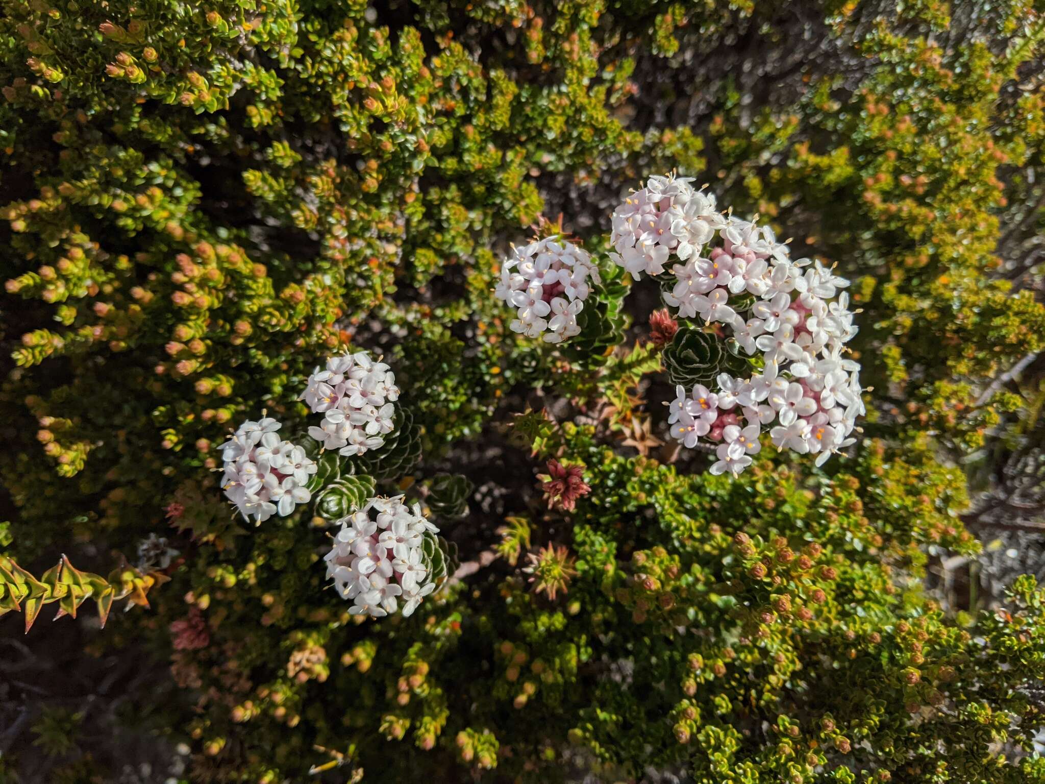 Image of Pimelea sericea R. Br.