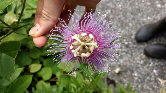 Image of Passiflora serratifolia L.