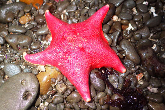 Image of Bat star