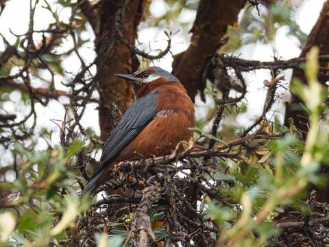 Image of Giant Conebill