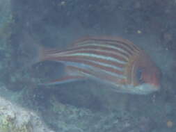 Image of Fine-lined Squirrelfish