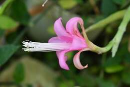 Image of Disocactus nelsonii (Britton & Rose) Linding.