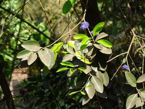 Image of Memecylon umbellatum Burm. fil.