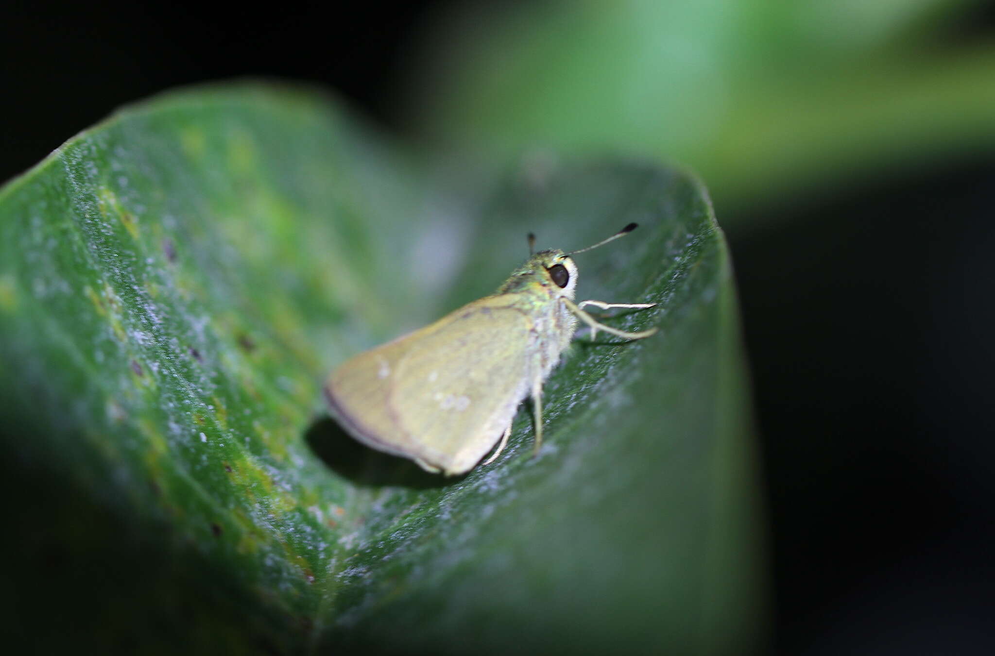 Image of Olive-Haired Swift