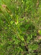 Image of Rumex tuberosus L.