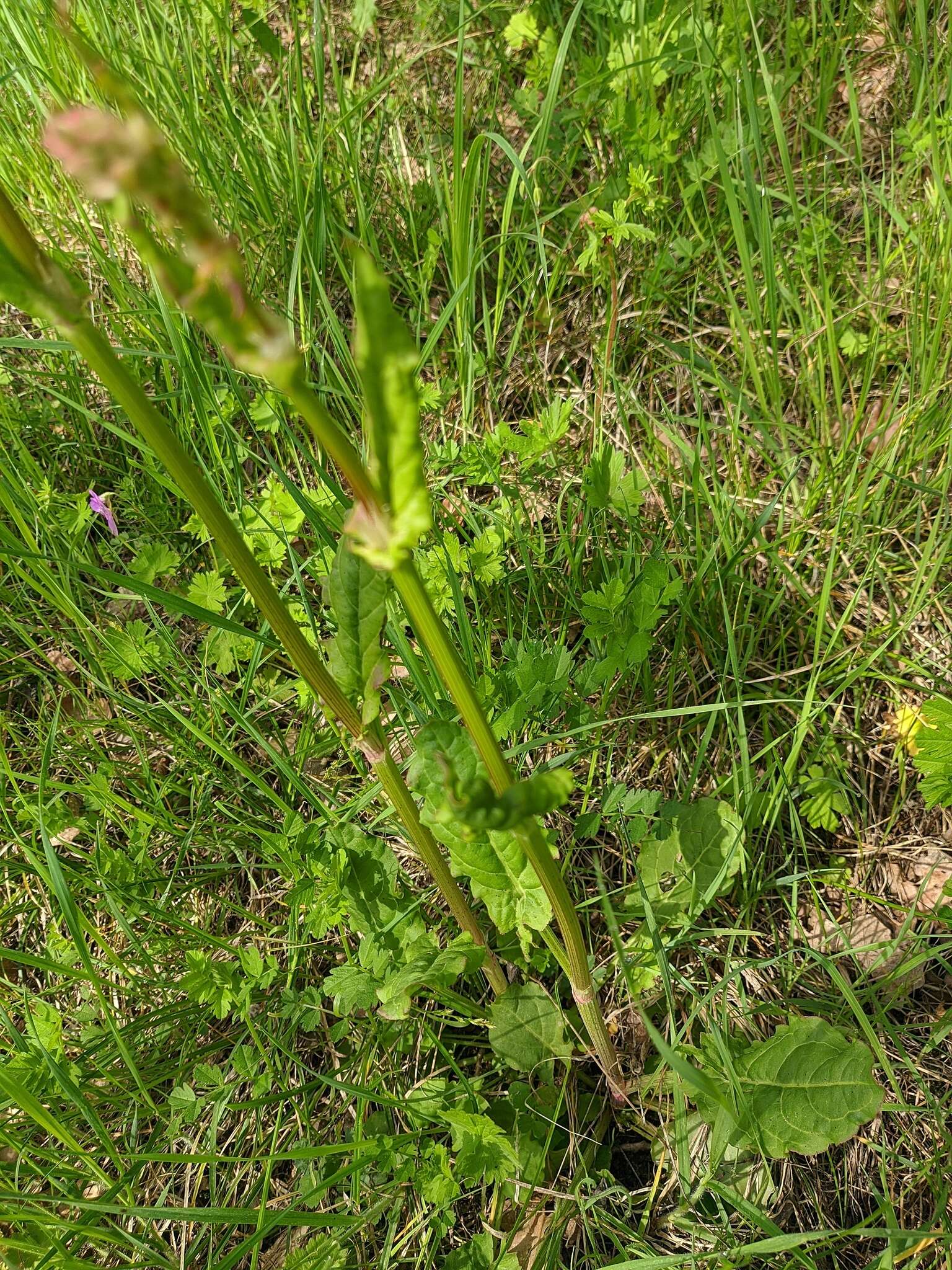 Image of Rumex tuberosus L.