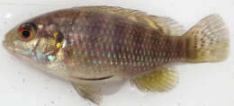 Image of Banded bream