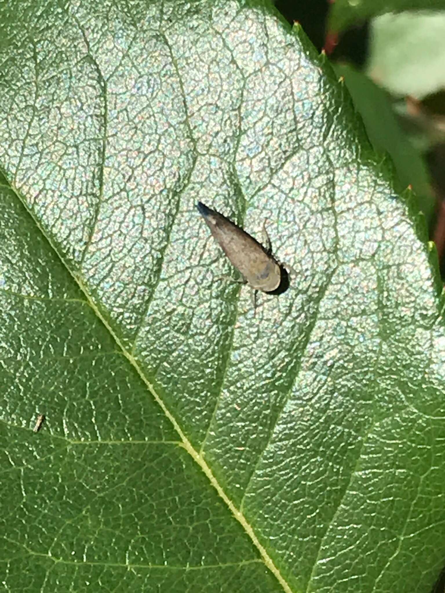 Image of Privet Leafhopper