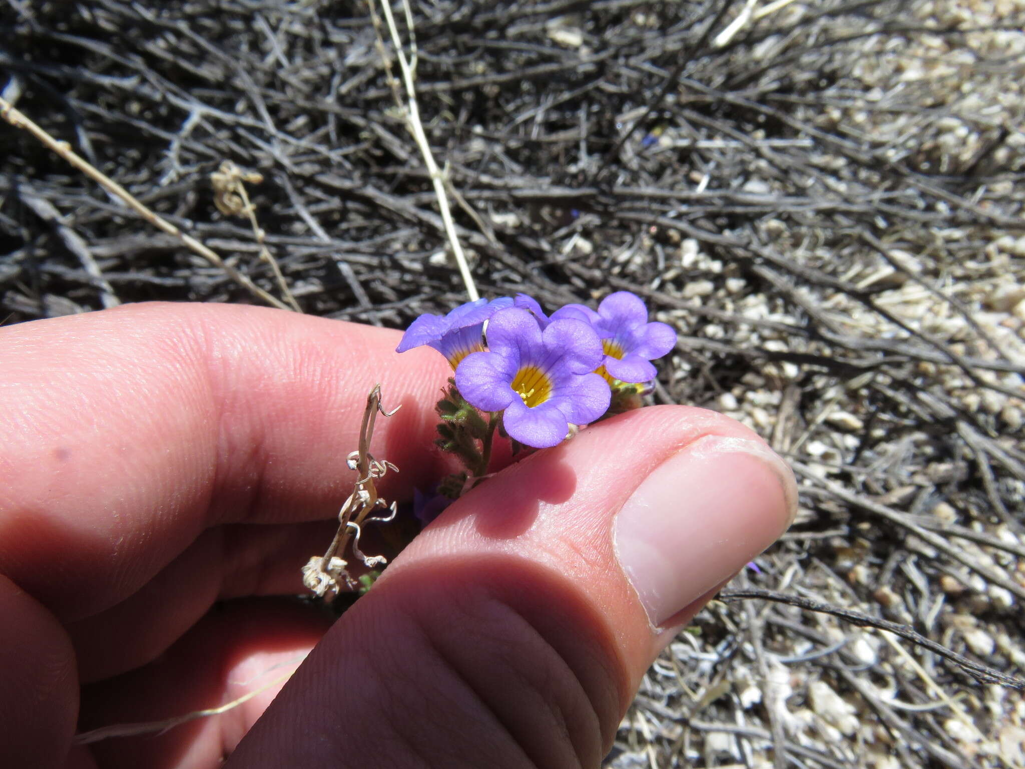 Image of Fremont's phacelia