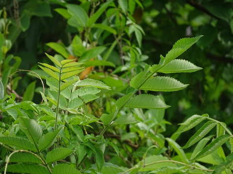 Sivun Rhus chinensis Mill. kuva