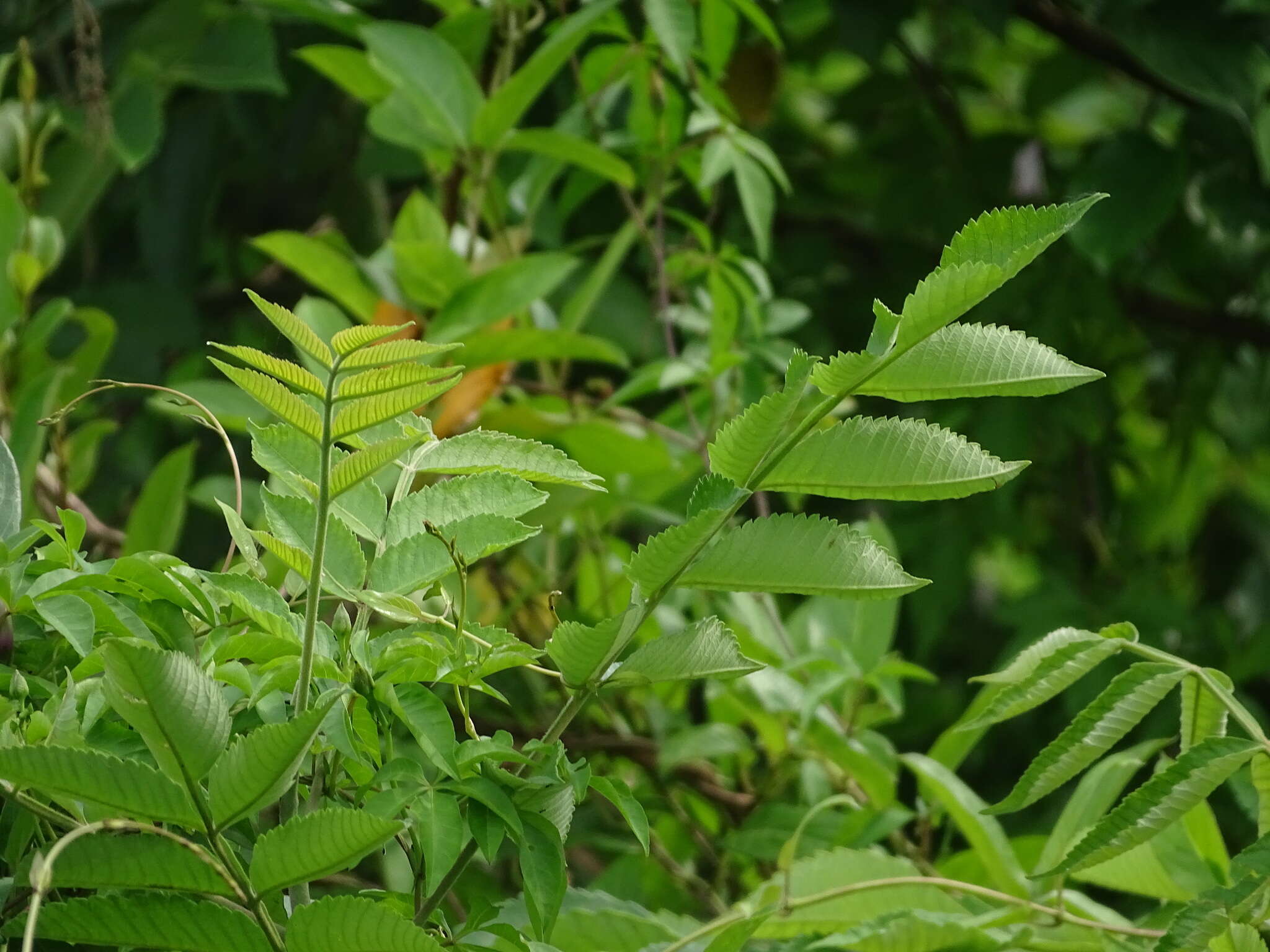 Image de Rhus chinensis Mill.