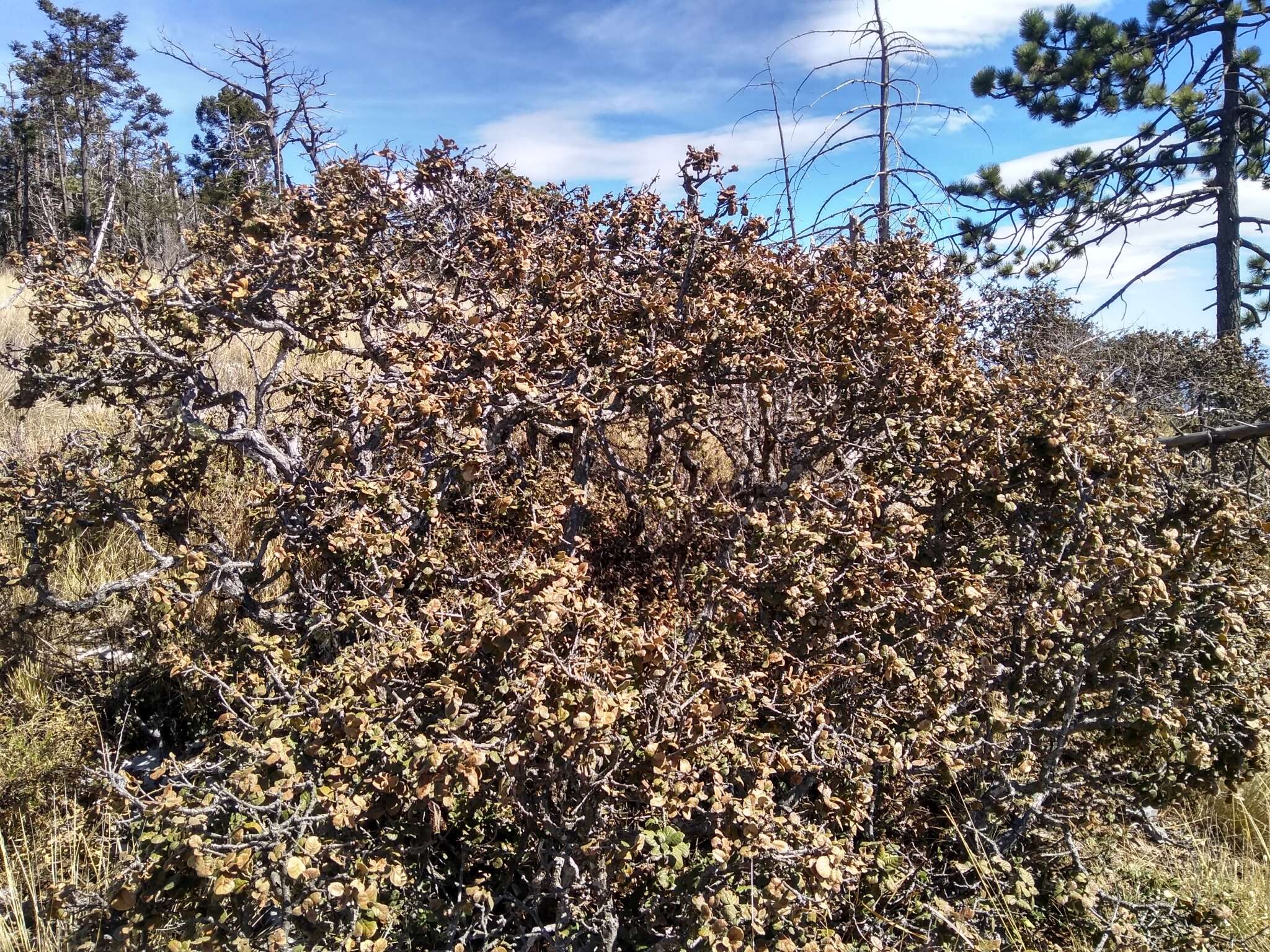 Imagem de Quercus alpescens Trel.