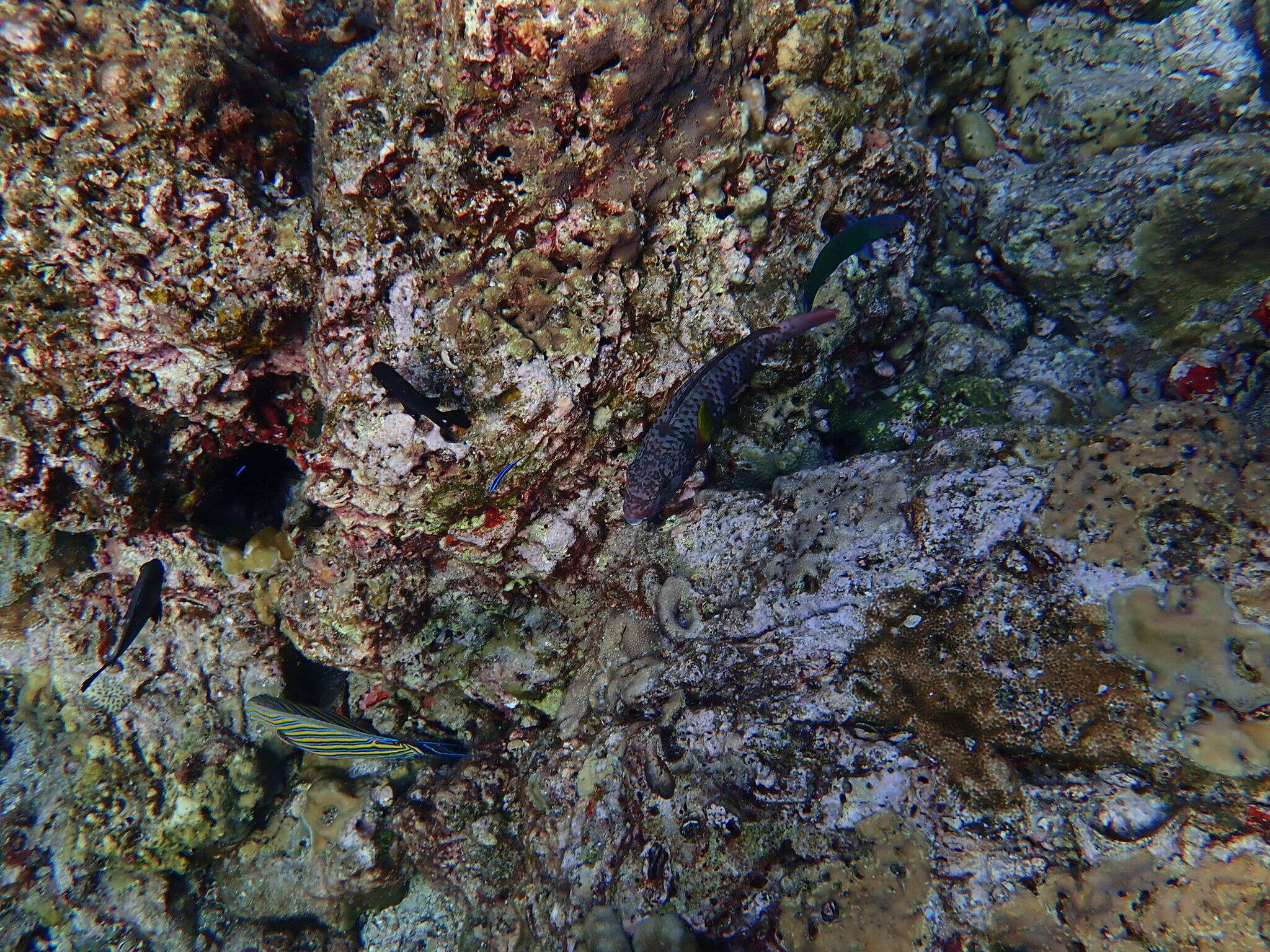 Image of Pink-margined Parrotfish