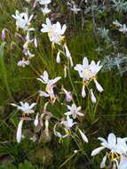 Image of Hesperantha bachmannii Baker