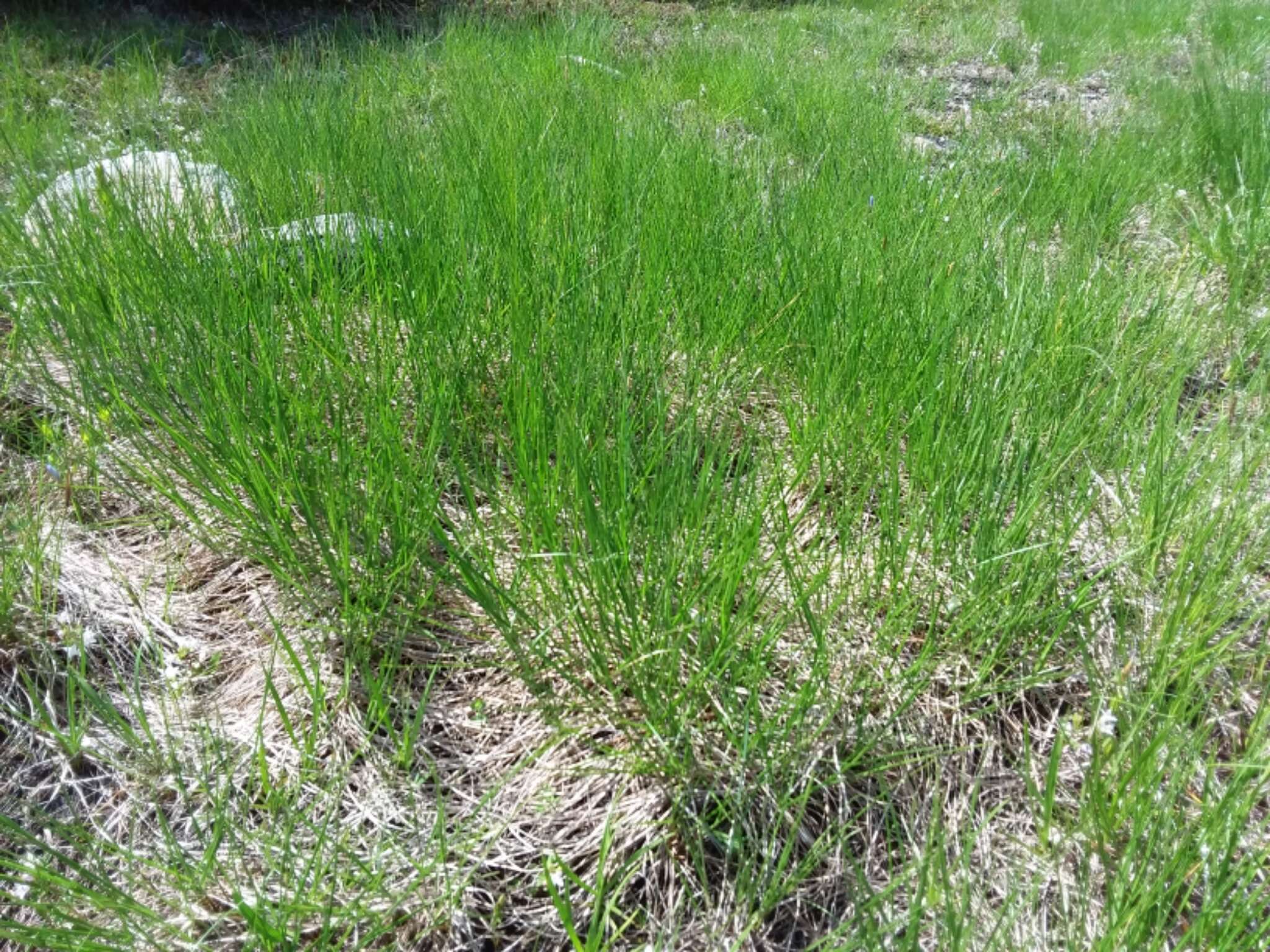 Image of prairie dropseed