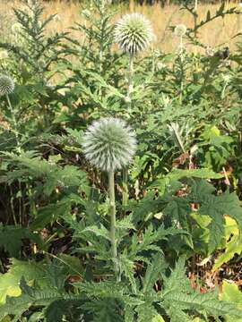 Image of tall globethistle