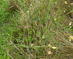 Image of Mediterranean cabbage