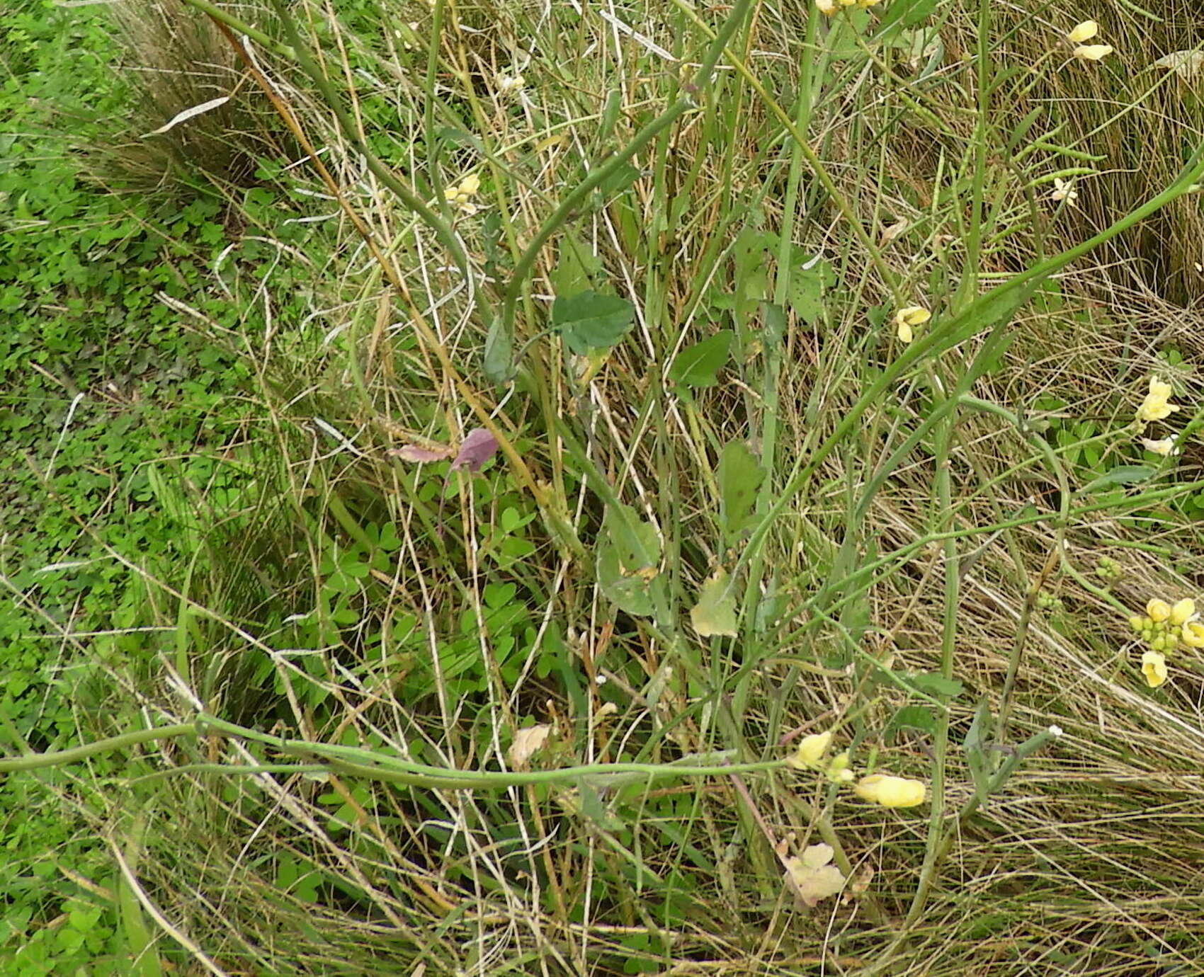 Image of Mediterranean cabbage