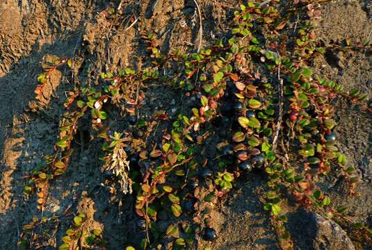 Imagem de Gaultheria nummularioides D. Don